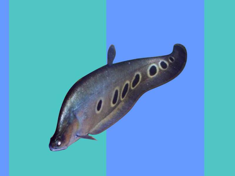 原来弓背鱼长这样