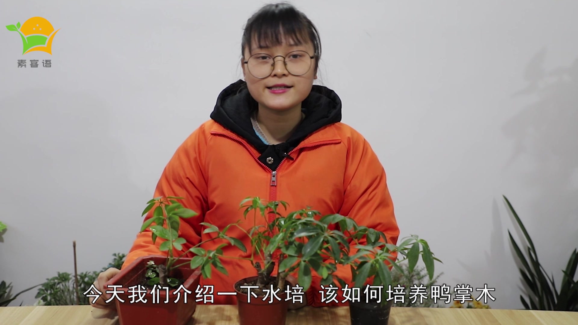 鸭掌木水培更具观赏性,掌握好水培技巧,成活率更高,生长更快