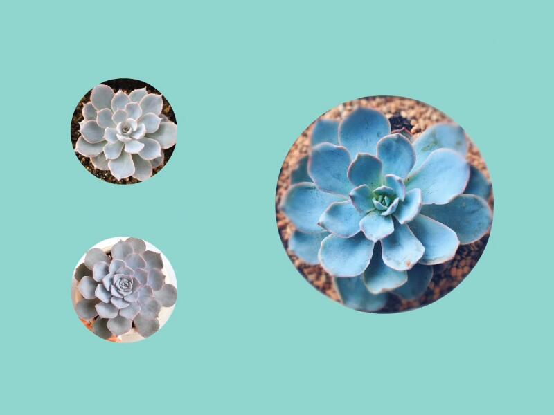 皮氏石莲:是景天科、拟石莲花属的多肉植物,也被称作蓝石莲