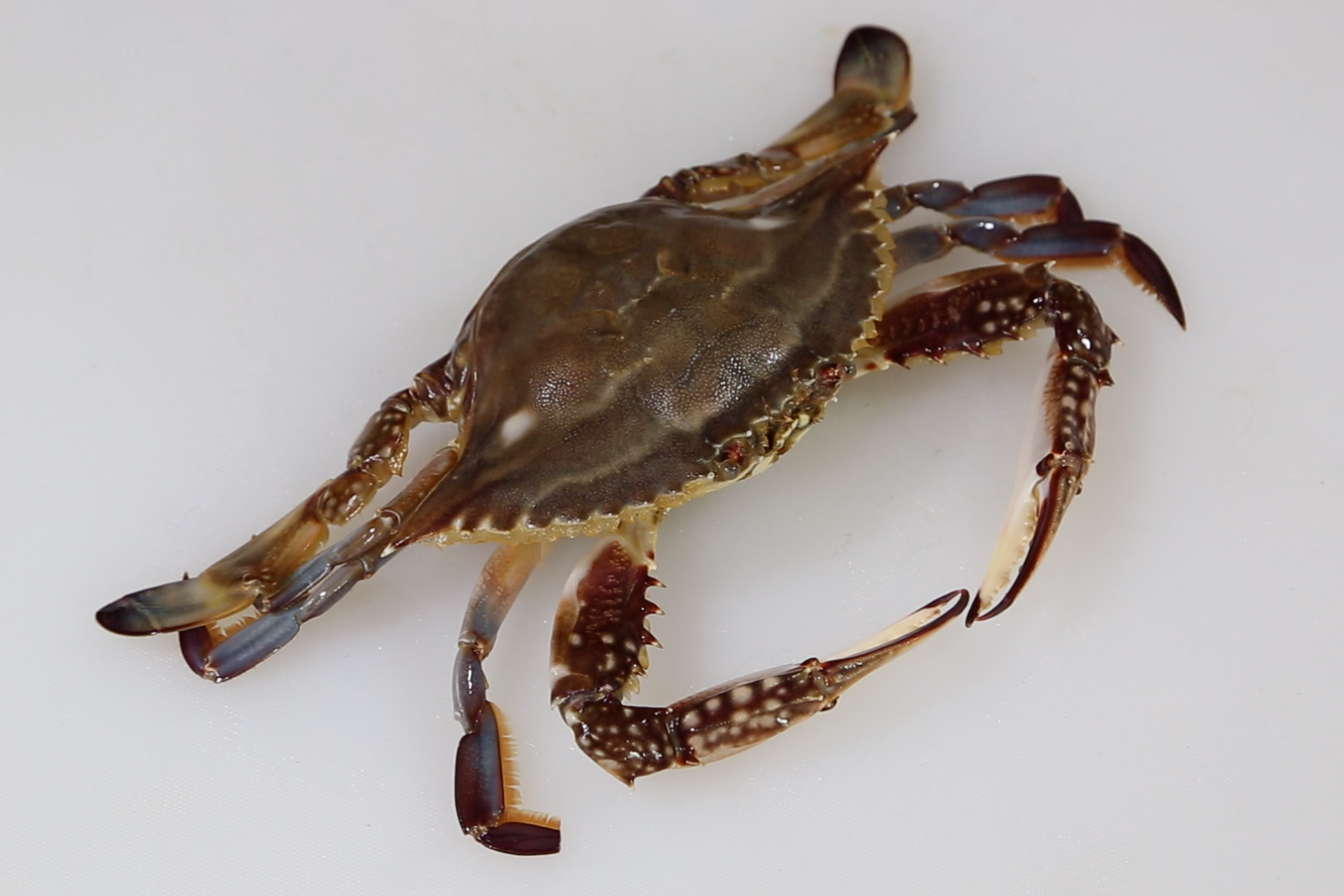 有膏的梭子蟹清蒸最原味好吃,浇个热油更加鲜香