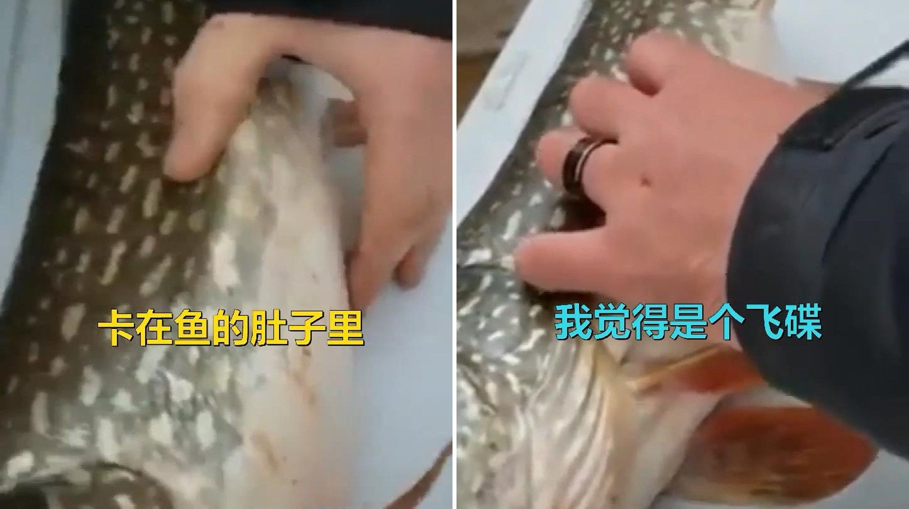 钓上来的鱼怎么肚子圆滚滚鼓溜溜的?切开瞧瞧是怎么回事儿!