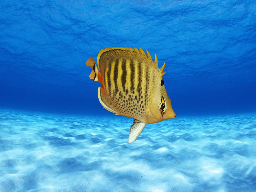 原来点斑横带蝴蝶鱼长这样