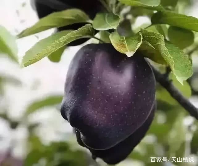 这些热销的网红水果,哪里能种?