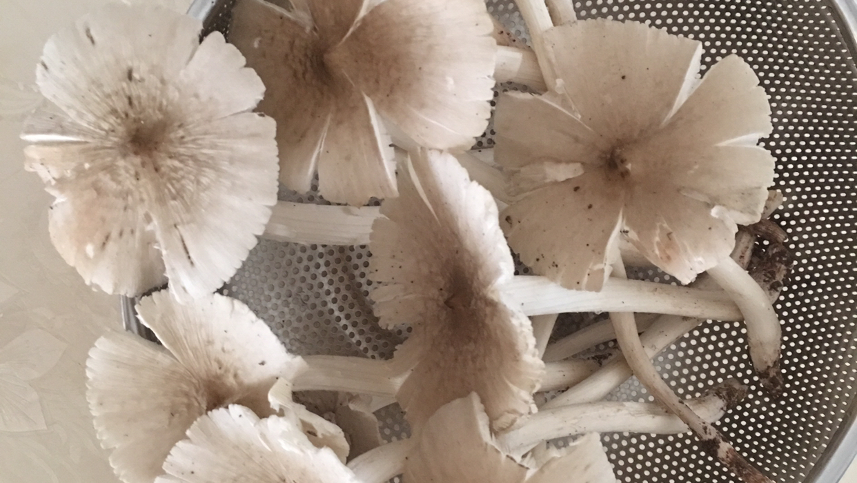 野生菌鸡汤的简单制作方法