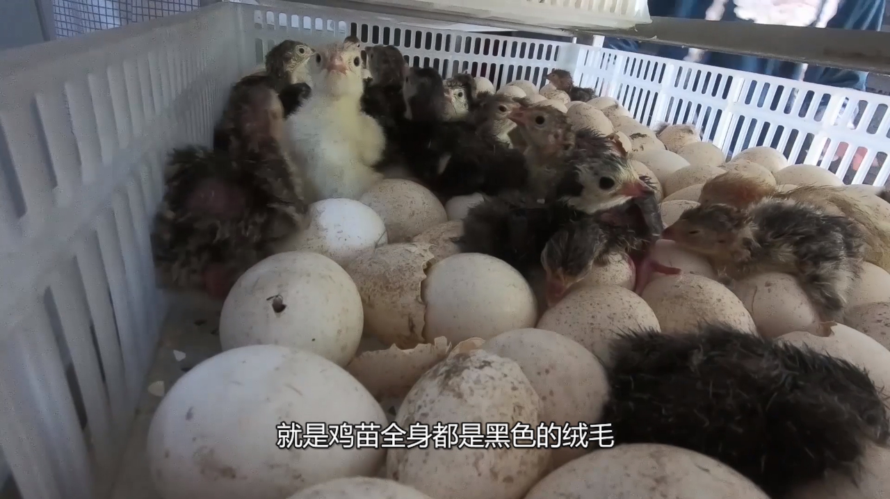冯姐孵化的火鸡苗出壳了,6000只刚出壳火鸡苗,接下来要干啥?