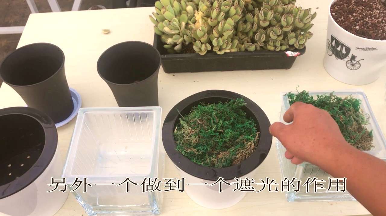 多肉水培第5期:熊童子夏天发根比较慢,试试水培,会有奇迹吗?
