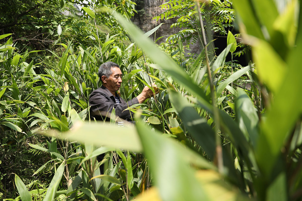 参观森洋农业黄精良种繁育示范基地心得体会
