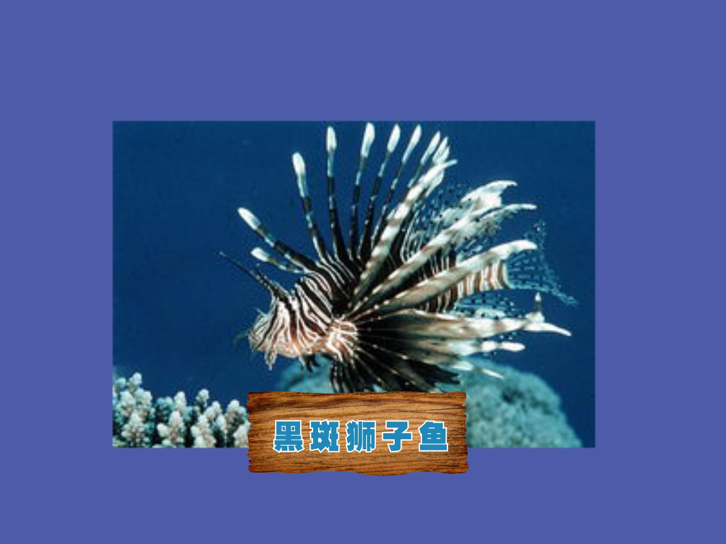 原来黑斑狮子鱼长这样