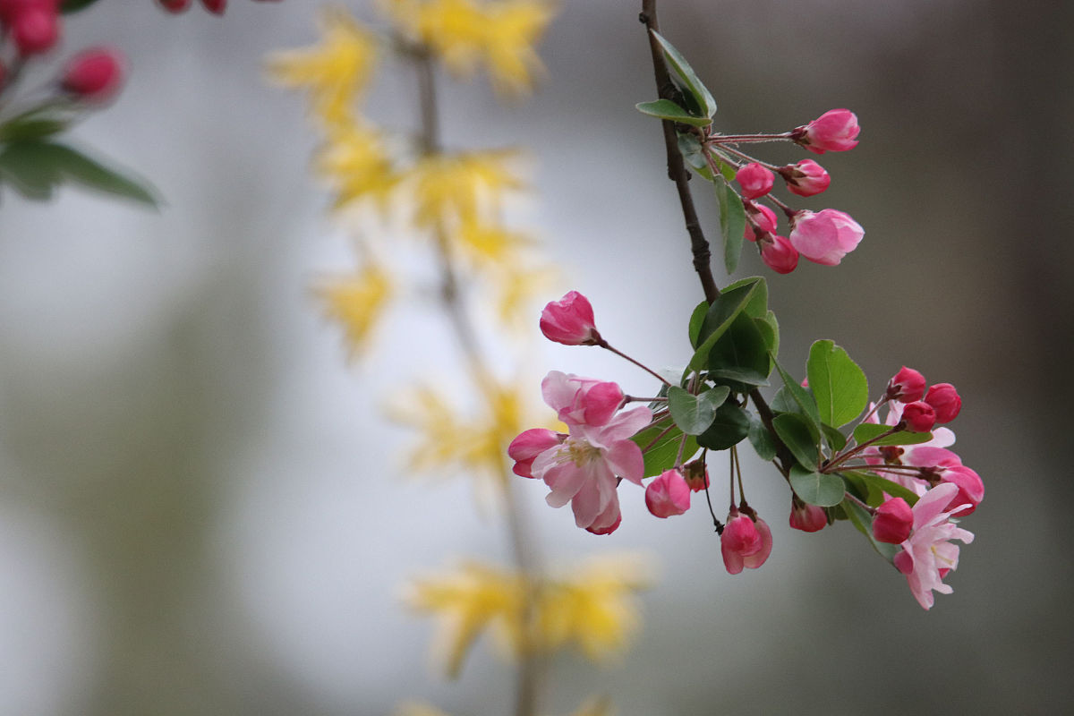关于海棠花给我带来的思考的作文600字