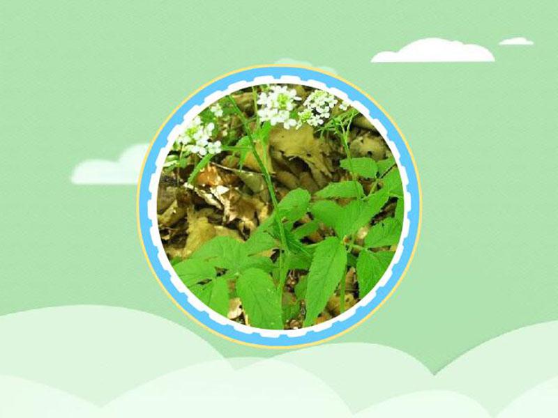 原来云南石芥菜长这样