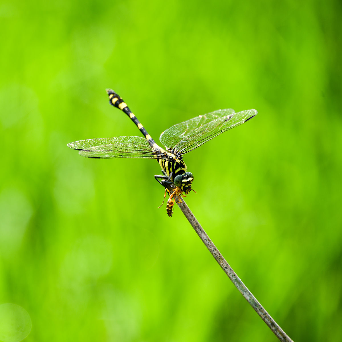 300字+小动物谜语大全：猜猜我是谁？