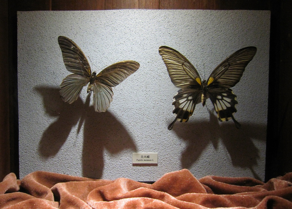 蝴蝶标本：自然之美，永驻家园