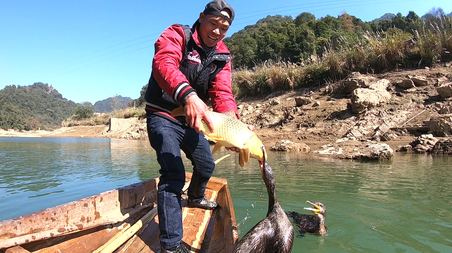 养了六个月的鱼鹰,刚下水就抓到一条5斤大货,小梁和老罗笑坏了