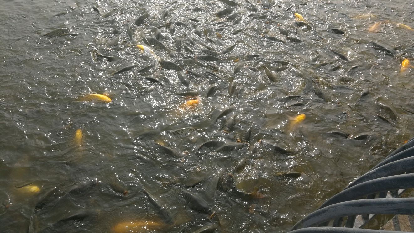 水里的鱼儿噗噗噗