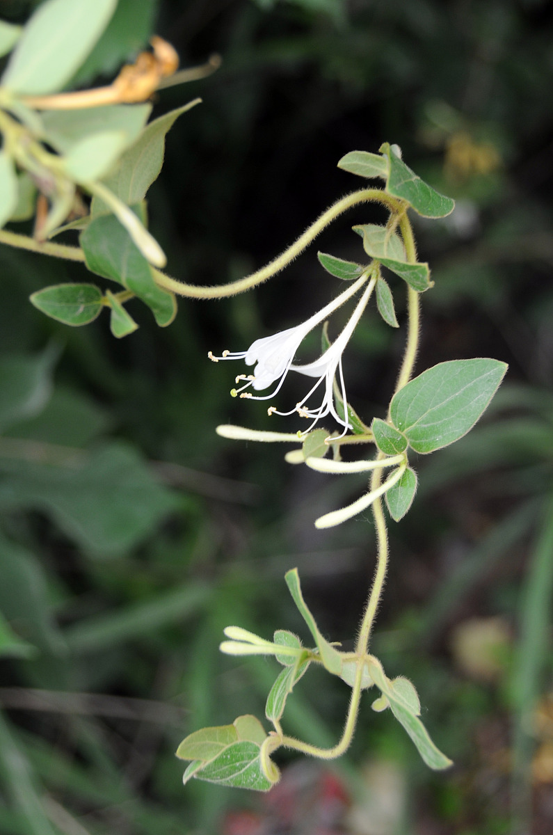 金银花：植物特征、化学成分及药用价值