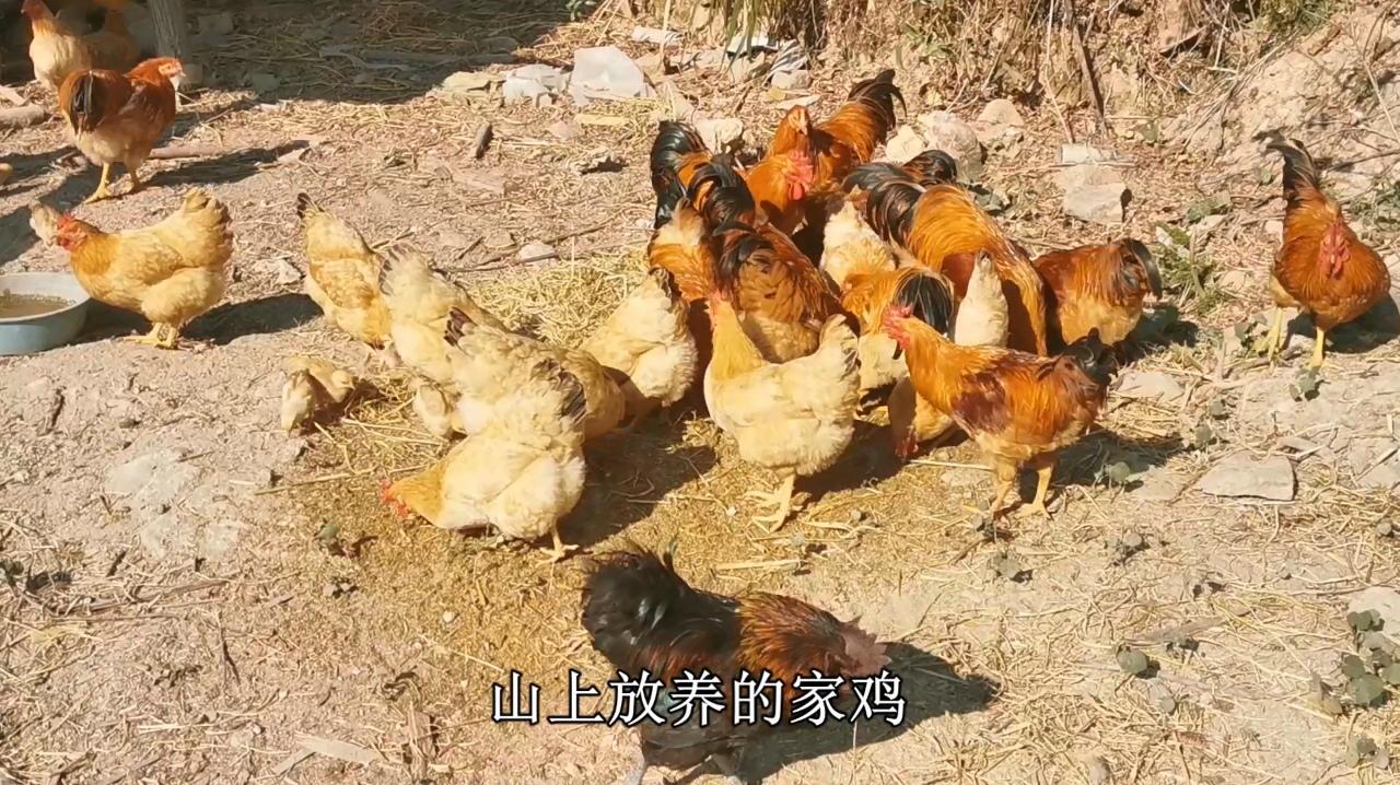 这才是真正的家鸡,野外放养的,母鸡带着一群小鸡在找食物吃