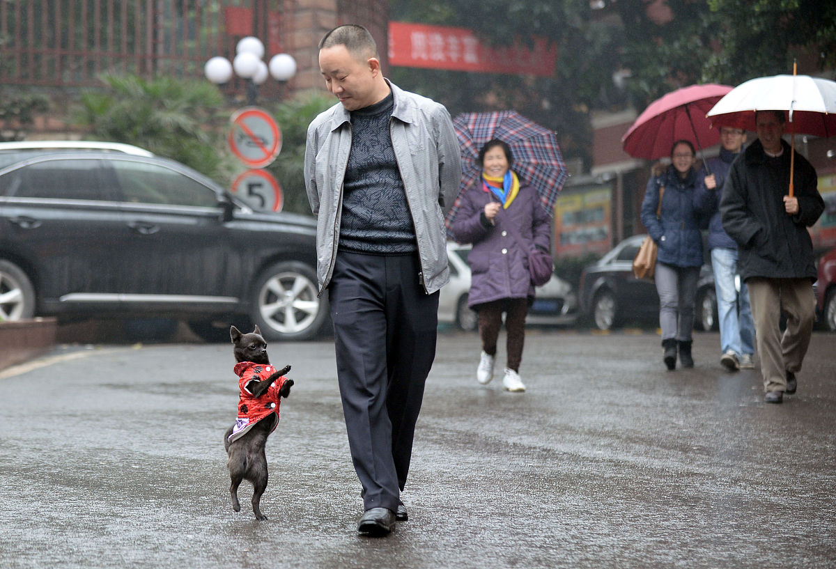 上学路上的趣事：小狗追尾巴、街头艺人、纸风车