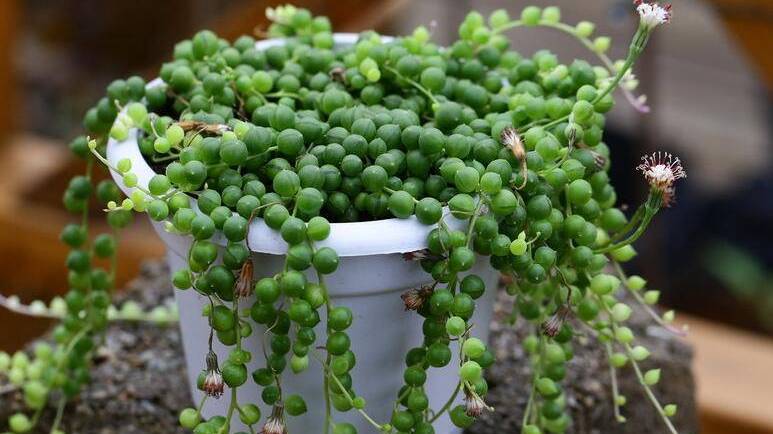 这种垂吊多肉植物,值得养一盆,漂亮、好养、长得快!