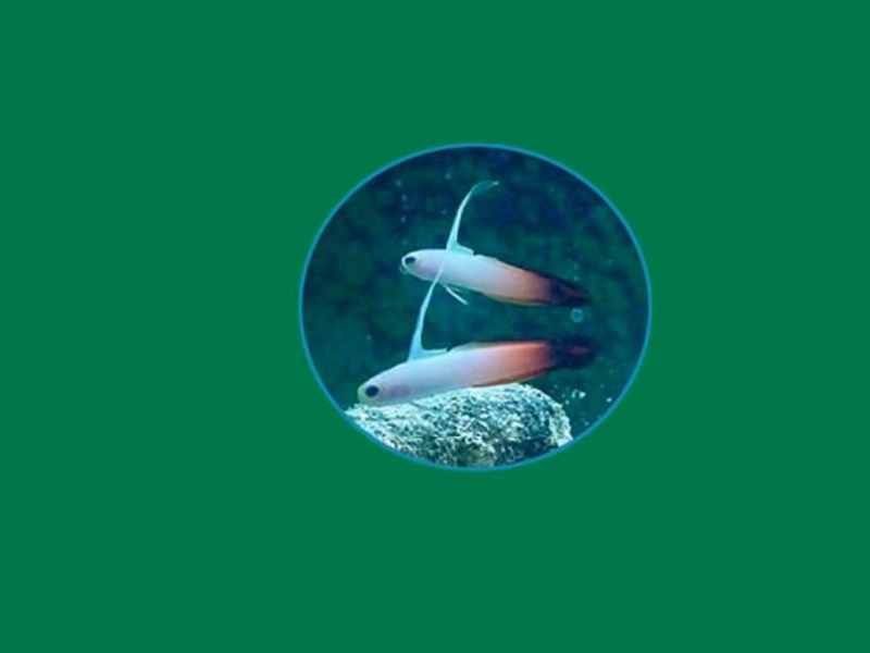 雷达鱼:属于虎鱼科的一种鱼