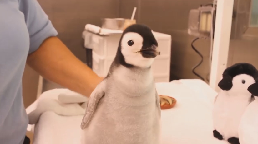 管理员用针管喂才1个月的企鹅食物,企鹅不停地点头,简直萌翻了
