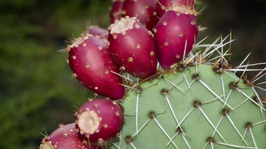 仙人掌的果实图片