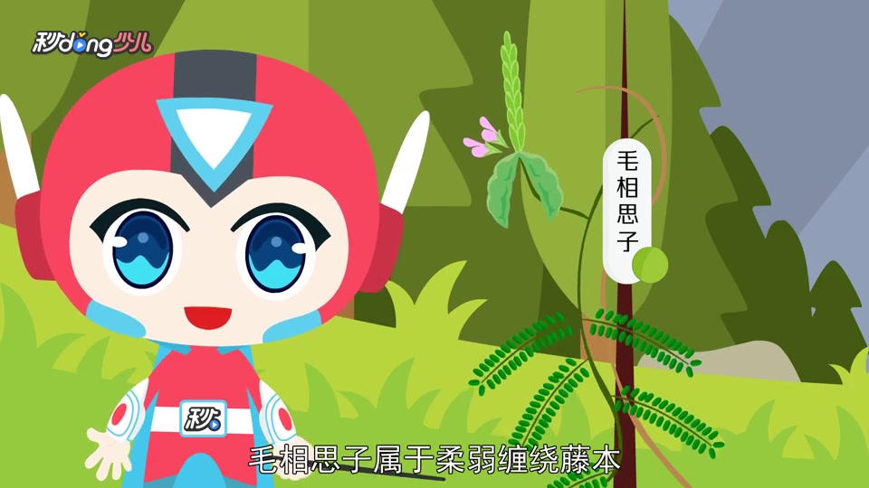 「秒懂少儿」毛相思子和鸡骨草的区别