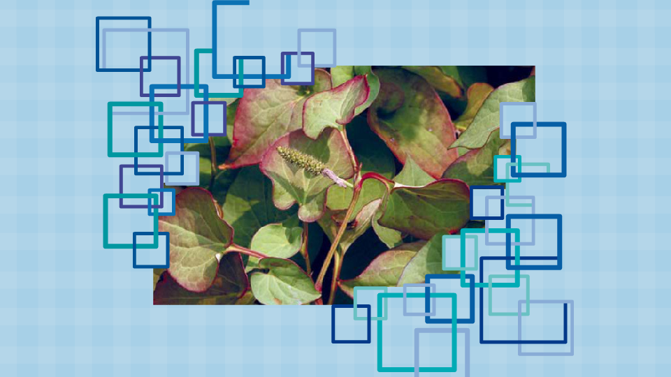 「秒懂百科」原来蕺菜长这样