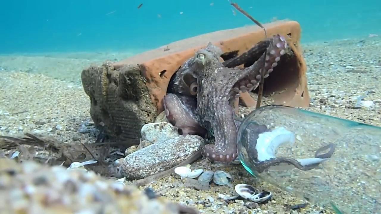 为什么章鱼宝宝一出生,章鱼妈妈就要自杀?母爱既伟大又沉重