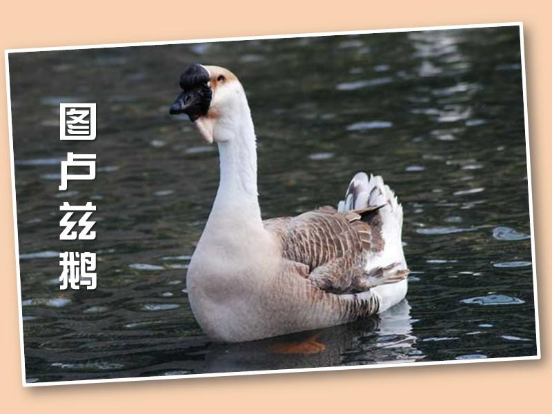 原来图卢兹鹅长这样