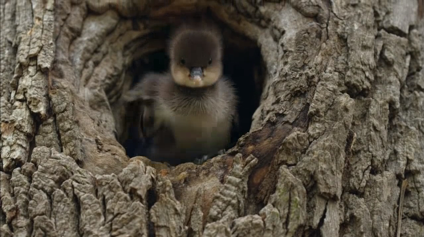 树洞里的小鸭子,一出生就从20米高往下跳,这是为什么?