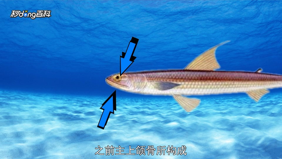 原来狗母鱼科长这样