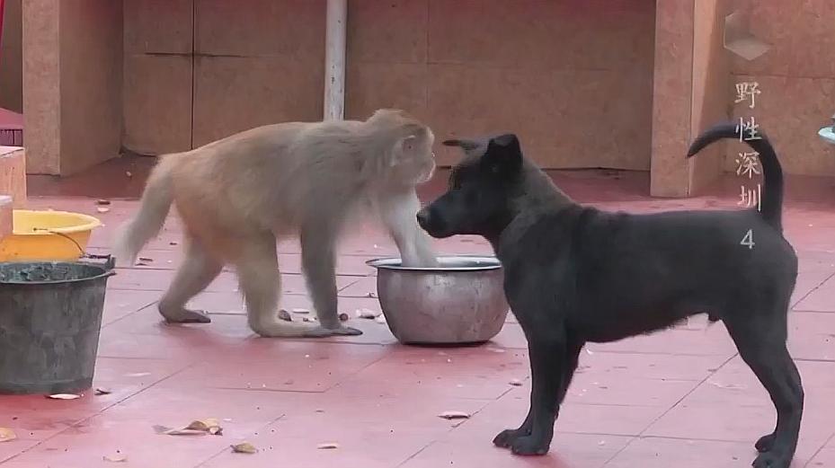 [图]猴王豁嘴带着猴群来跟旺财一大家来抢食,猴狗之战天天上演