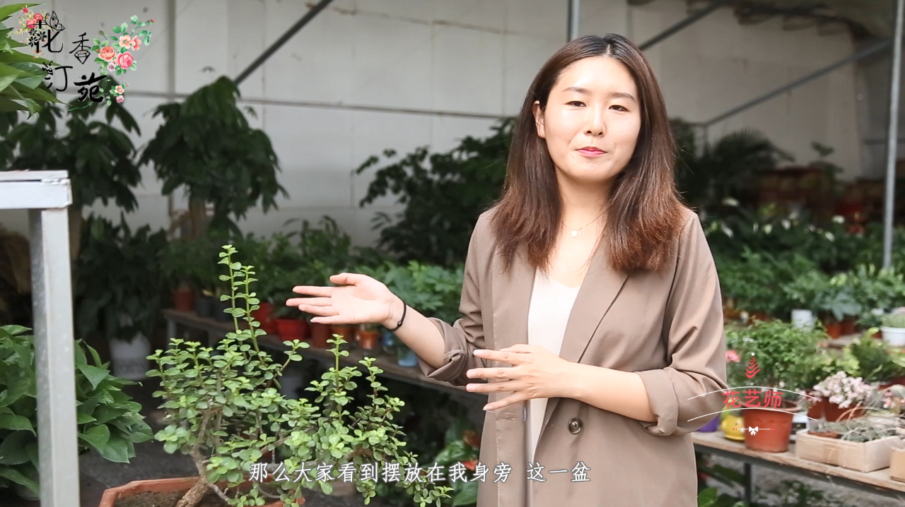 室内好养又吸收甲醛:树马齿苋的养护、选盆及肥料的选择与方法!
