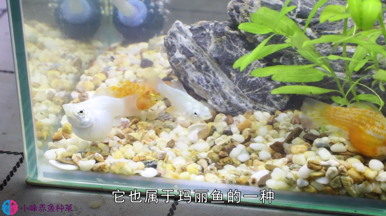 怀孕的“皮球鱼”,肚子大得像皮球,一窝应该能产几十条