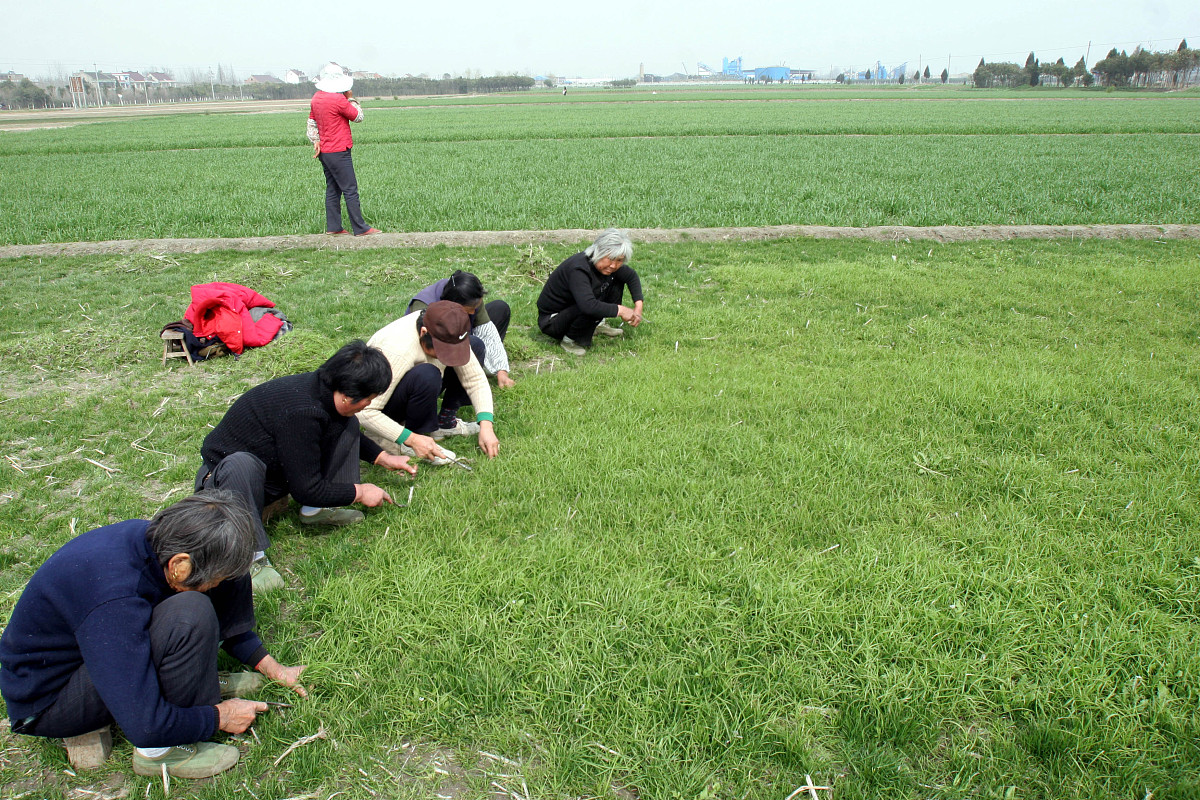 2009年3月16日,江苏省如皋市草坪种植专业村的基地里,农民们正忙着除