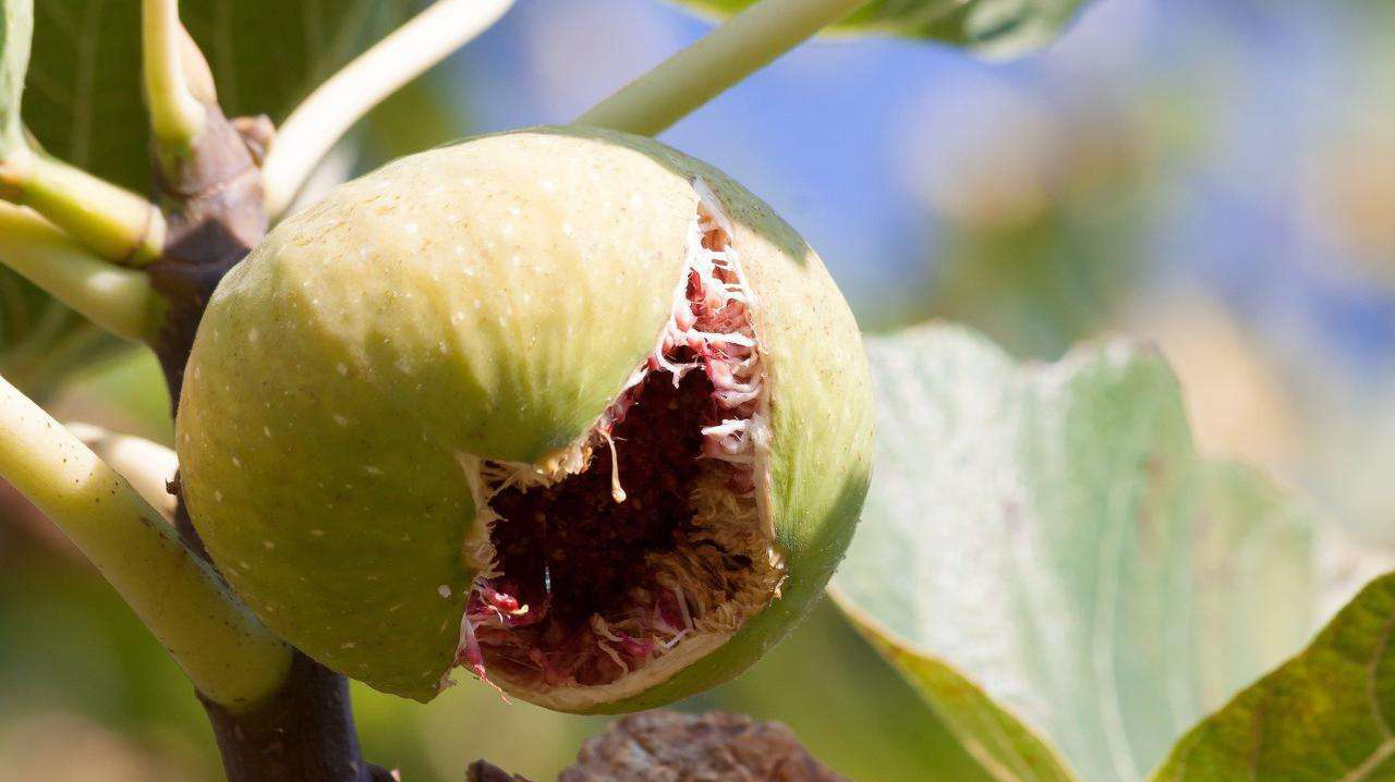 痔疮的“克星”找到了,经常吃一点,比痔疮药管用,早吃早受益