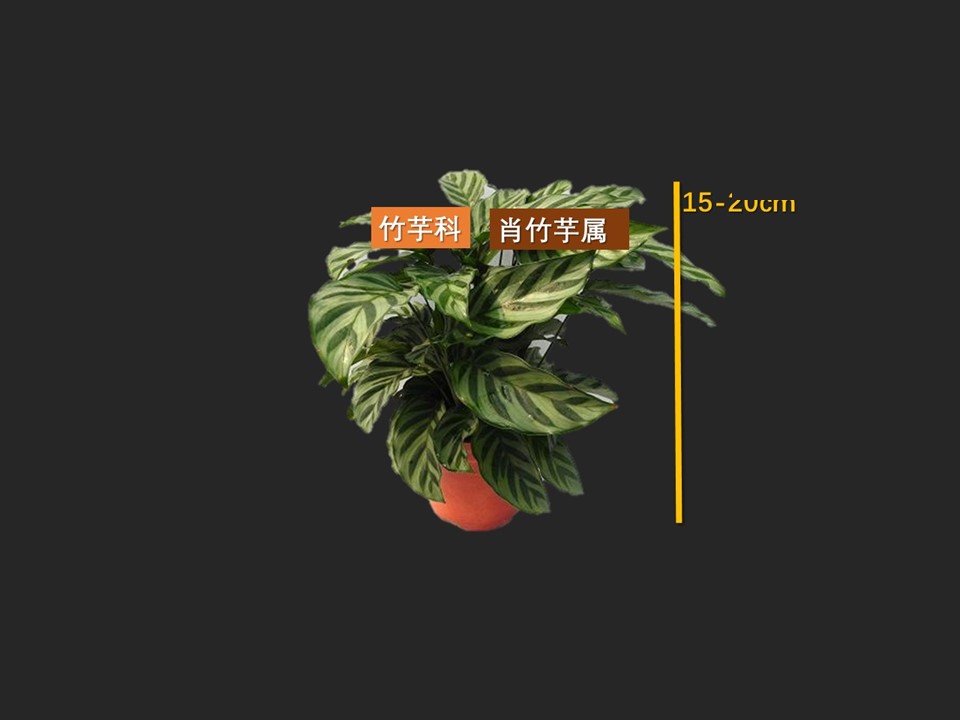 翠叶竹芋:喜微酸性土壤