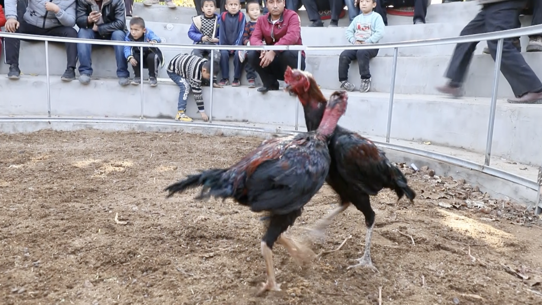 新疆超级斗鸡!他给鸡腿上绑沙袋训练:好鸡脖子粗