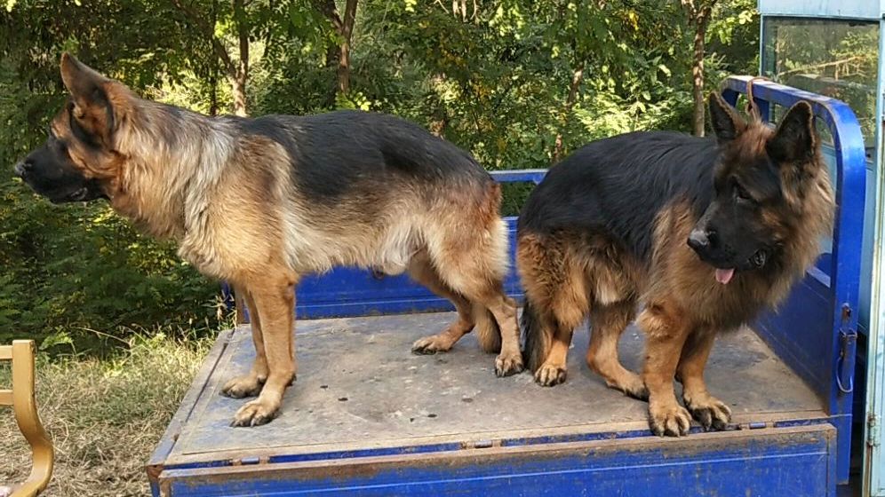 狗市上两条庞大的德国牧羊犬站在车上,第一次见到这么大的德牧