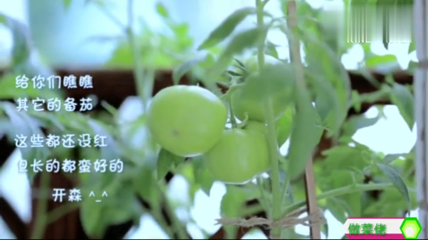 在家就能做桂花糕了