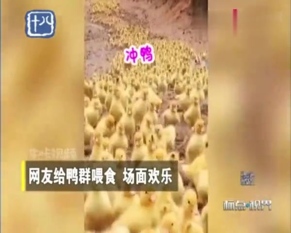 网友给鸭群喂食,场面欢乐,一大片黄鸭冲鸭!