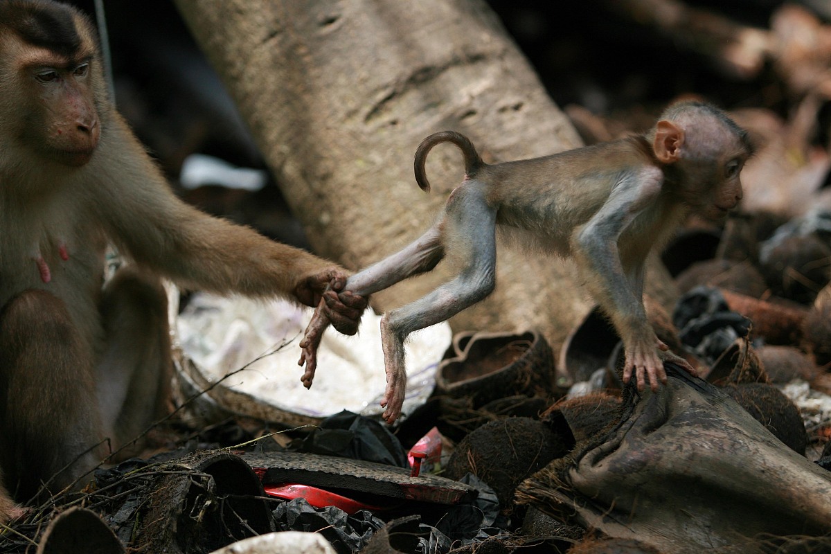 最聪明的动物是什么，第二聪明的呢