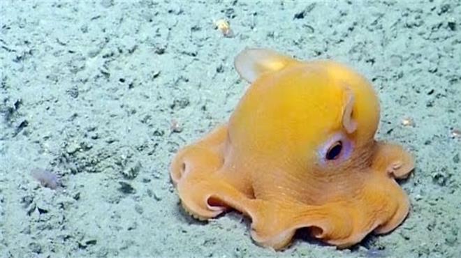 世界上最萌的章鱼,一害羞就把脑袋捂上,随便一个动作就能萌翻你