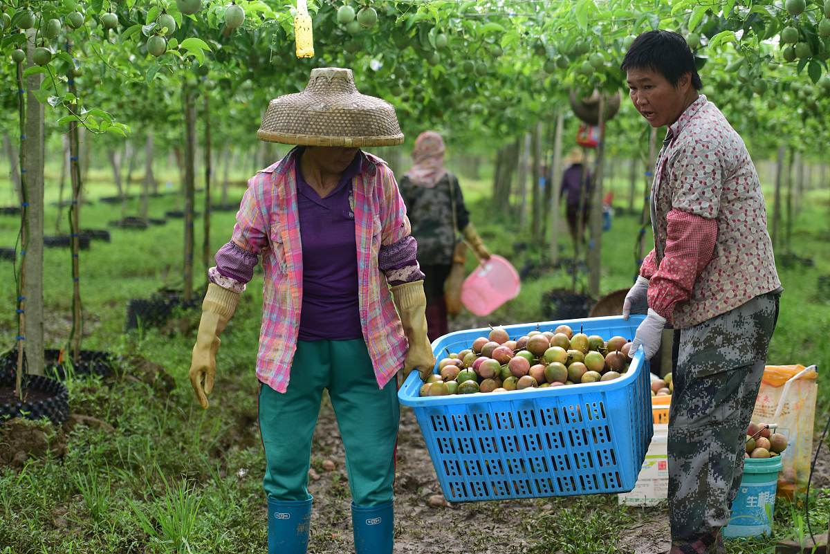 题目自拟以广西偏远山区那坡的农产品——百香果的电商助农业务为载体进行新媒体写作帮助农民销售滞销的百香果。