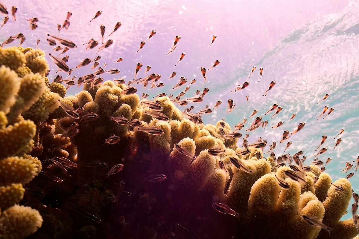 WATER RESOURCES RESEARCH 期刊主编 - David R. Maidment