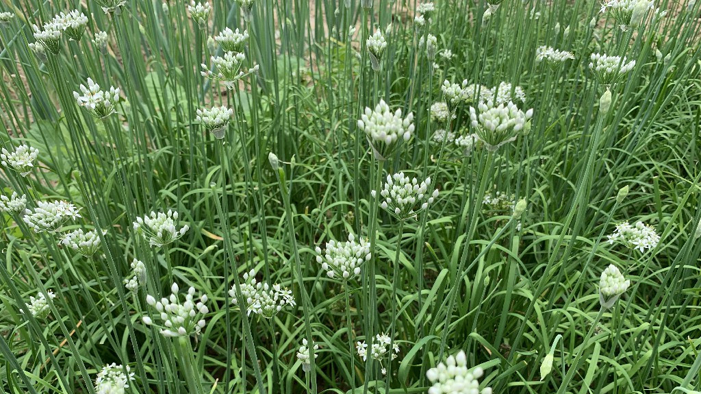 腌韭菜花,牢记这2点很关键,搞错的人很多,难怪味道不香容易坏