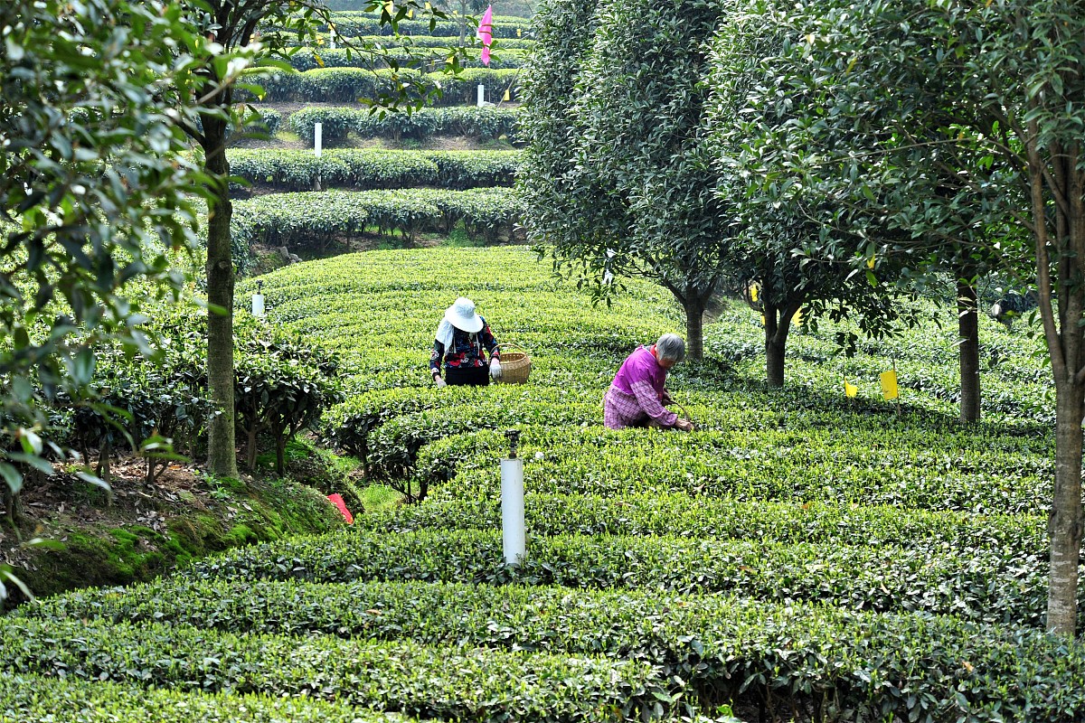 渠县岩峰职业中学设施农业生产技术专业都学些什么