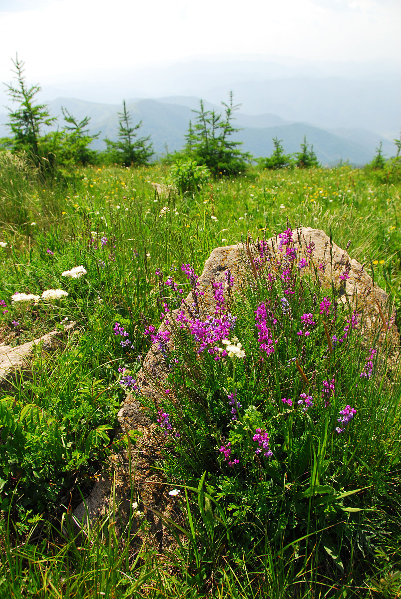 评论'景色好美'怎么回复？300字实用回复技巧