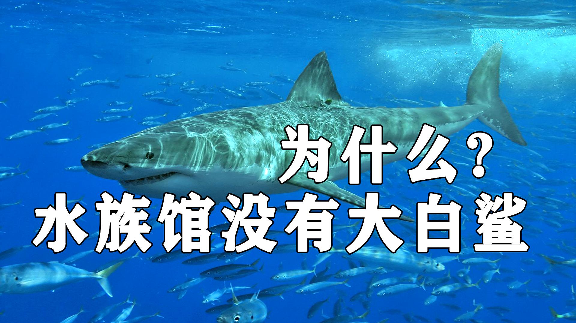 [图]科普：水族馆海洋生物不计其数，但为什么没有大白鲨？