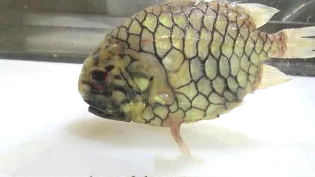 小伙买了条“钻石鱼”,吃的时候欲哭无泪,双手直发抖